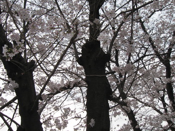 須津川桜並木・散策☆