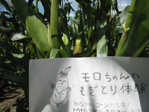 鍋島村(島田市)からもろちゃんが届きました
