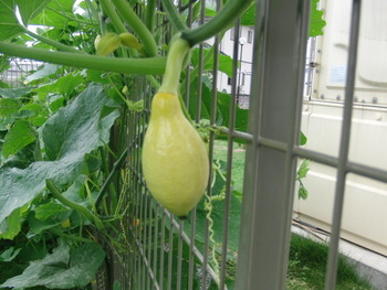 パンプキンダービー