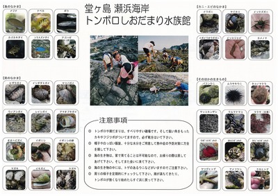「トンボロパンフ」できたどー!