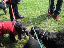 12 HappyTail Meeting in 横浜本牧