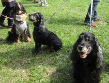 12 HappyTail Meeting in 横浜本牧