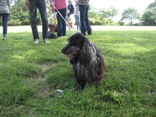 12 HappyTail Meeting in 横浜本牧