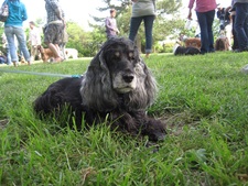 12 HappyTail Meeting in 横浜本牧