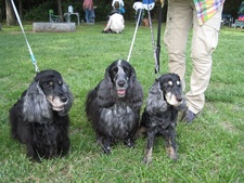 12 HappyTail Meeting in 横浜本牧