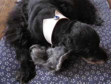 12 HappyTail Meeting in 横浜本牧