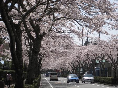 これが今年最後のお花見か?@御殿場