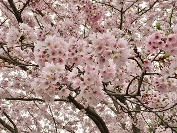 【満開の桜の下で撮影会】 【満開の桜の下で撮影会】