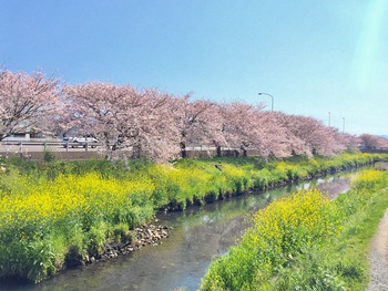 【桜パワー浴びよ!】 【桜パワー浴びよ!】