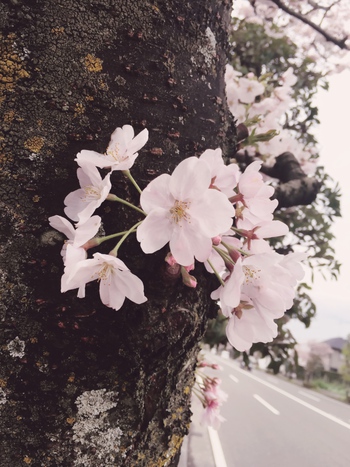 【満開の桜の下で撮影会】 【満開の桜の下で撮影会】