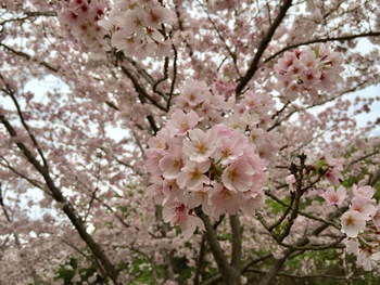 【満開の桜の下で撮影会】 【満開の桜の下で撮影会】