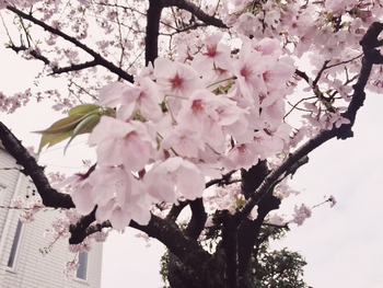 【満開の桜の下で撮影会】 【満開の桜の下で撮影会】