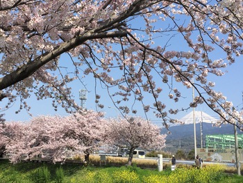 【桜パワー浴びよ!】 【桜パワー浴びよ!】
