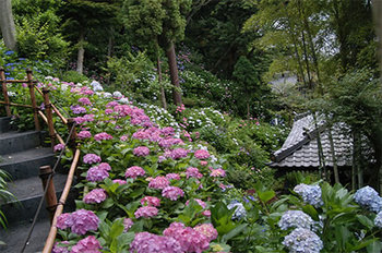 鎌倉の長谷寺 鎌倉の長谷寺