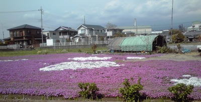 ぽかぽかと 春の陽気に 芝桜