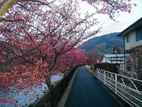 今朝の原木と川沿いの桜です。