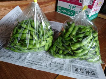 農家直売、新鮮な枝豆いかが？