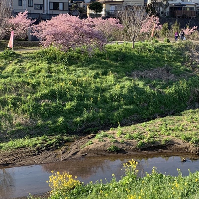 ワンコと函南桜まつり ワンコと函南桜まつり