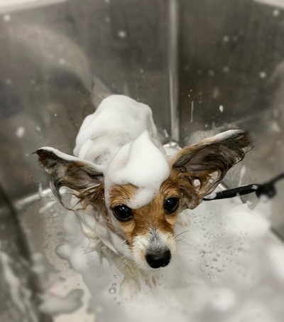 トリミングのお客様「あげはちゃん」 トリミングのお客様「あげはちゃん」