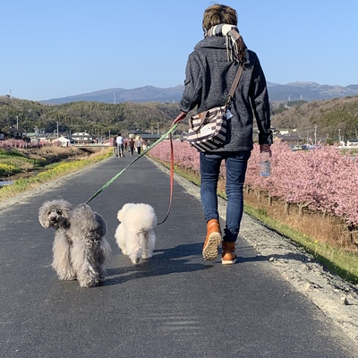 ワンコと函南桜まつり ワンコと函南桜まつり