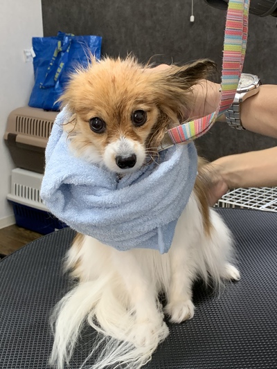 トリミングのお客様「あげはちゃん」 トリミングのお客様「あげはちゃん」