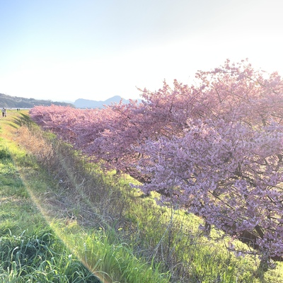 ワンコと函南桜まつり ワンコと函南桜まつり
