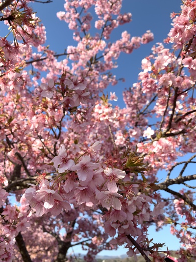 ワンコと函南桜まつり ワンコと函南桜まつり
