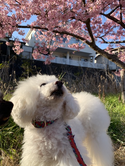 ワンコと函南桜まつり ワンコと函南桜まつり
