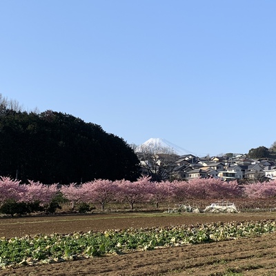 ワンコと函南桜まつり ワンコと函南桜まつり