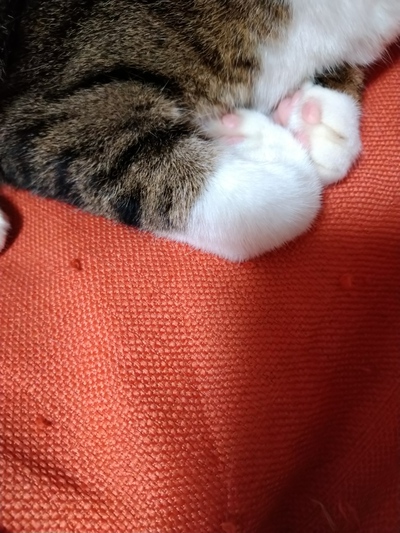 日曜日のぺこさん (=^・・^=) 日曜日のぺこさん (=^・・^=)