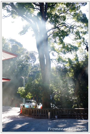 PPC(Pantas Photo Club)活動in熱海〜来宮神社編〜その1