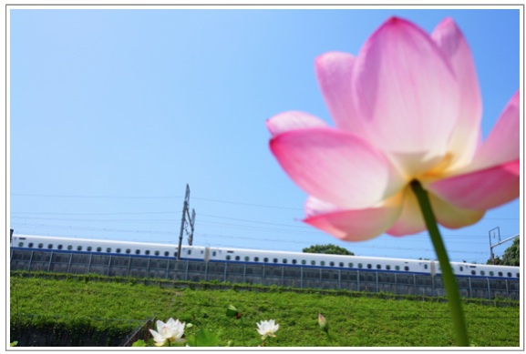 PPC(Pantas Photo Club)活動 in 蓮興寺 PPC(Pantas Photo Club)活動 in 蓮興寺