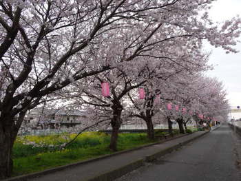 国１バイパスの桜並木