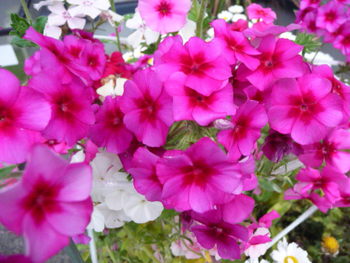 君子蘭と庭の花たち