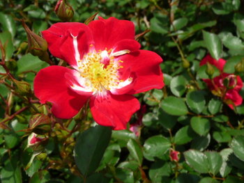 赤いバラの花たち