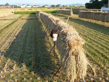 稲を干す光景