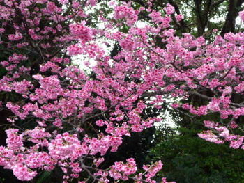日本一早い桜でした