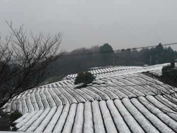 茶畑も雪景色