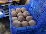 富士市で巨大マッシュルームを発見!!