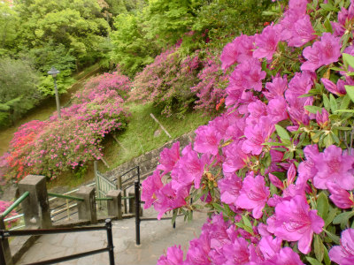 県の花