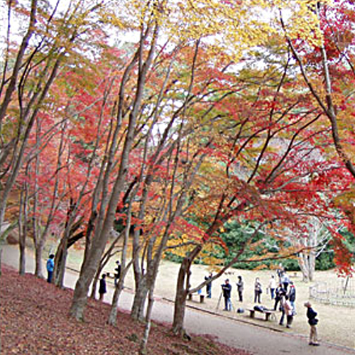 修善寺自然公園もみじ林