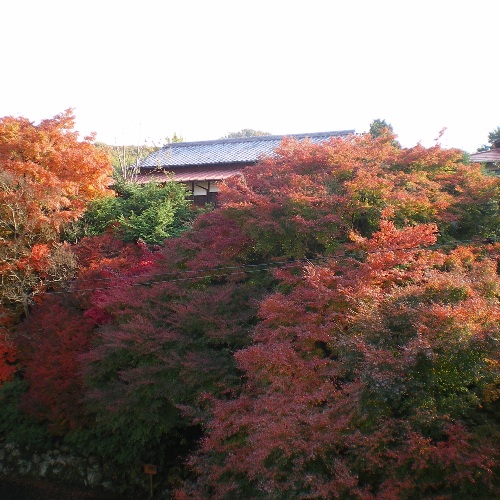 伊豆長岡温泉 山田家旅館の紅葉