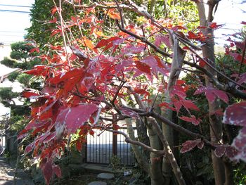 紅葉