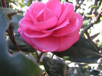 ツバキの花
