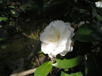 椿