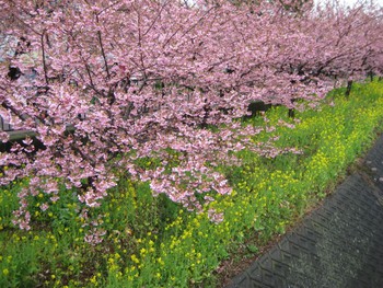 「河津桜まつり」が開催されました。