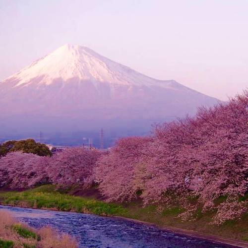 龍巌淵の桜並木 龍巌淵の桜並木