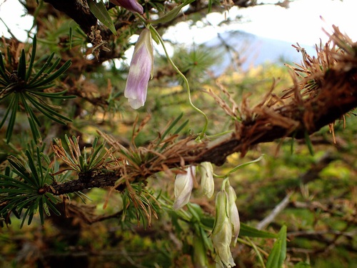 富士山の草原で最後に咲く希少種の花を探しに☆