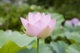 ハスの花