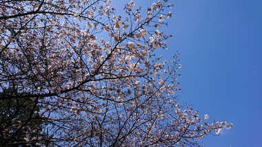 4月のヨガの日程「自然のエネルギーから春の気を取り入れよう」 4月のヨガの日程「自然のエネルギーから春の気を取り入れよう」